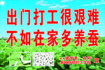 蚕桑