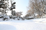 雪景