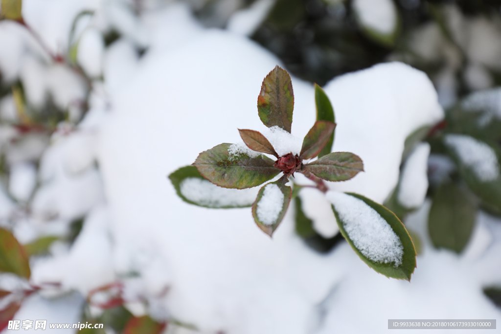 雪中树枝