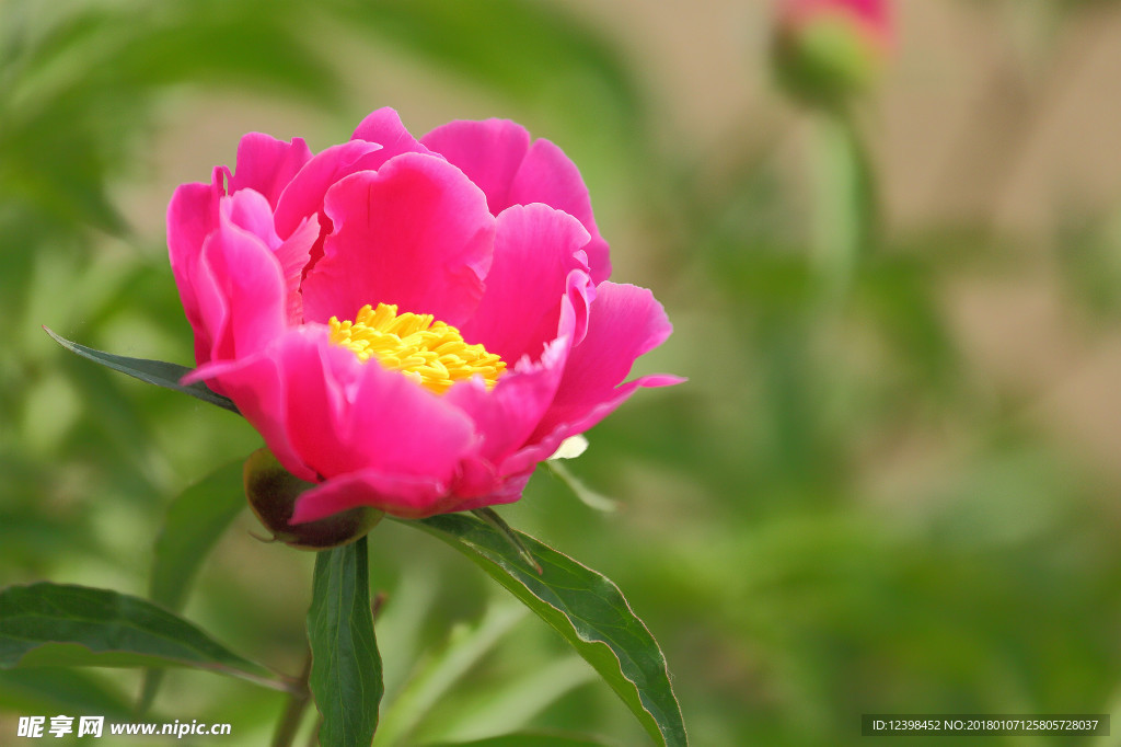 芍药花
