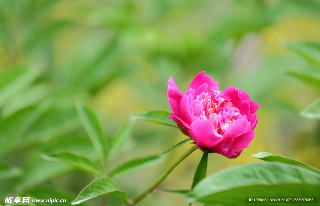 芍药花