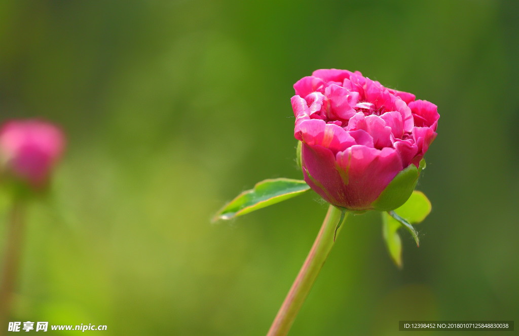 芍药花
