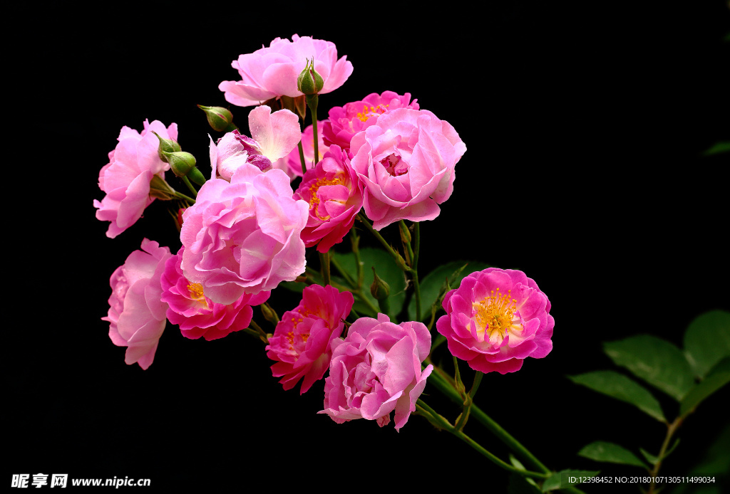 蔷薇花