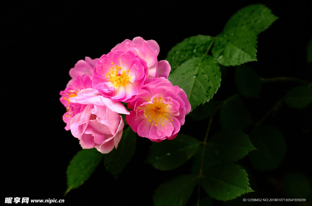 蔷薇花