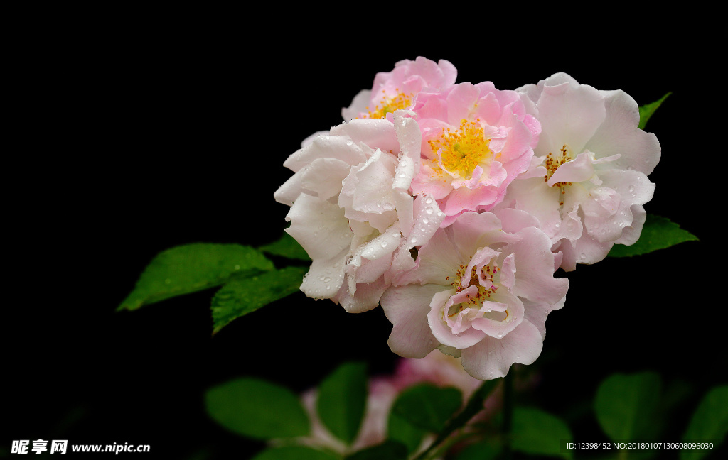 蔷薇花
