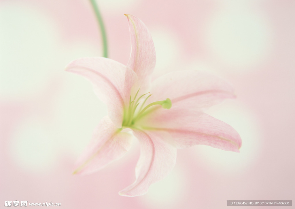 百合花