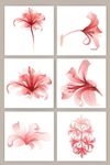 红色小花