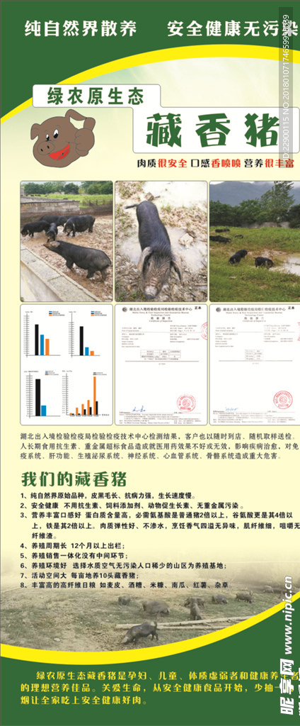 藏香猪活动展架