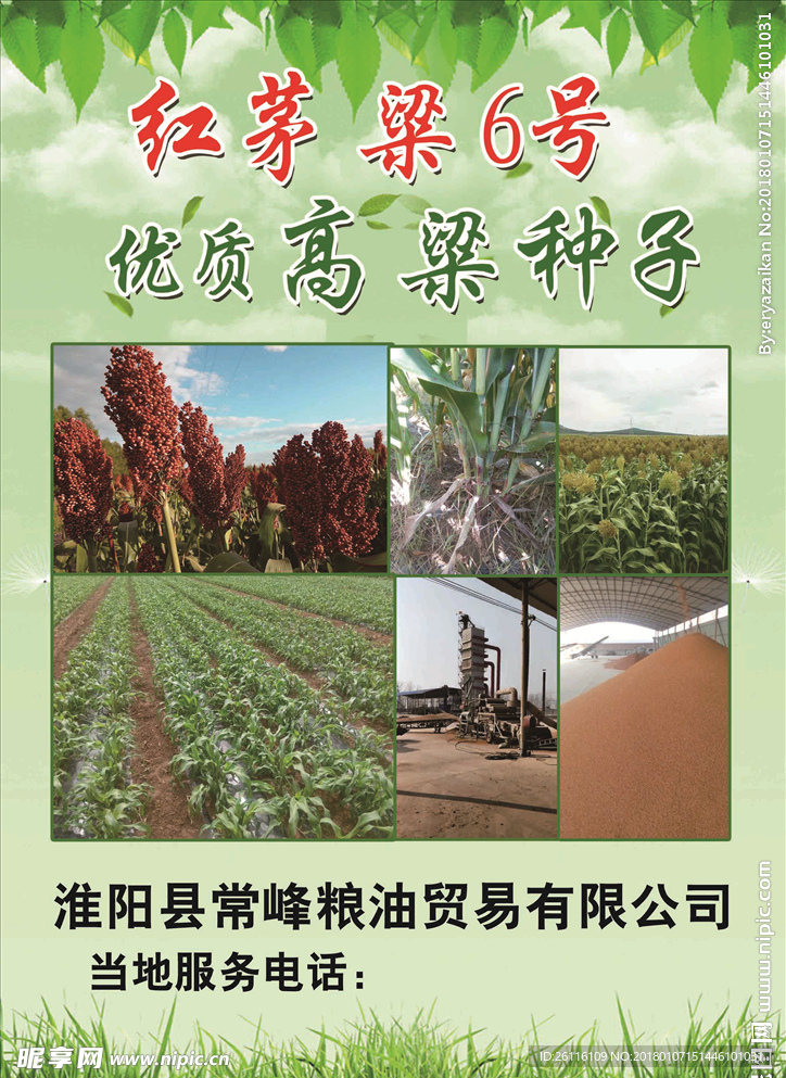 红茅粱6号