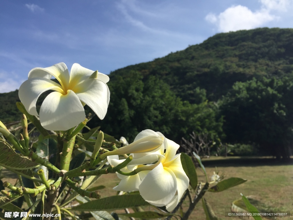 鸡蛋花