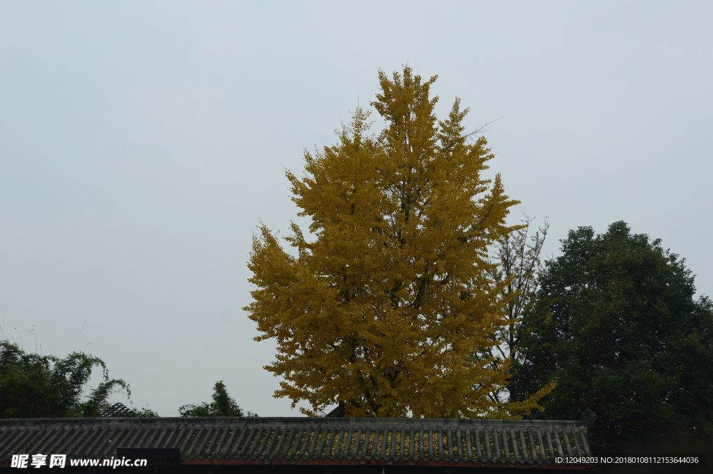 行于四川郫县