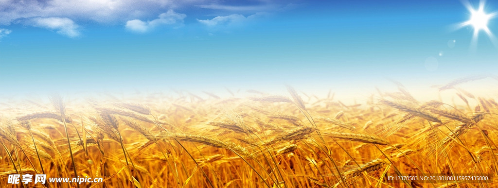 小麦高清图片