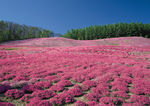 花海
