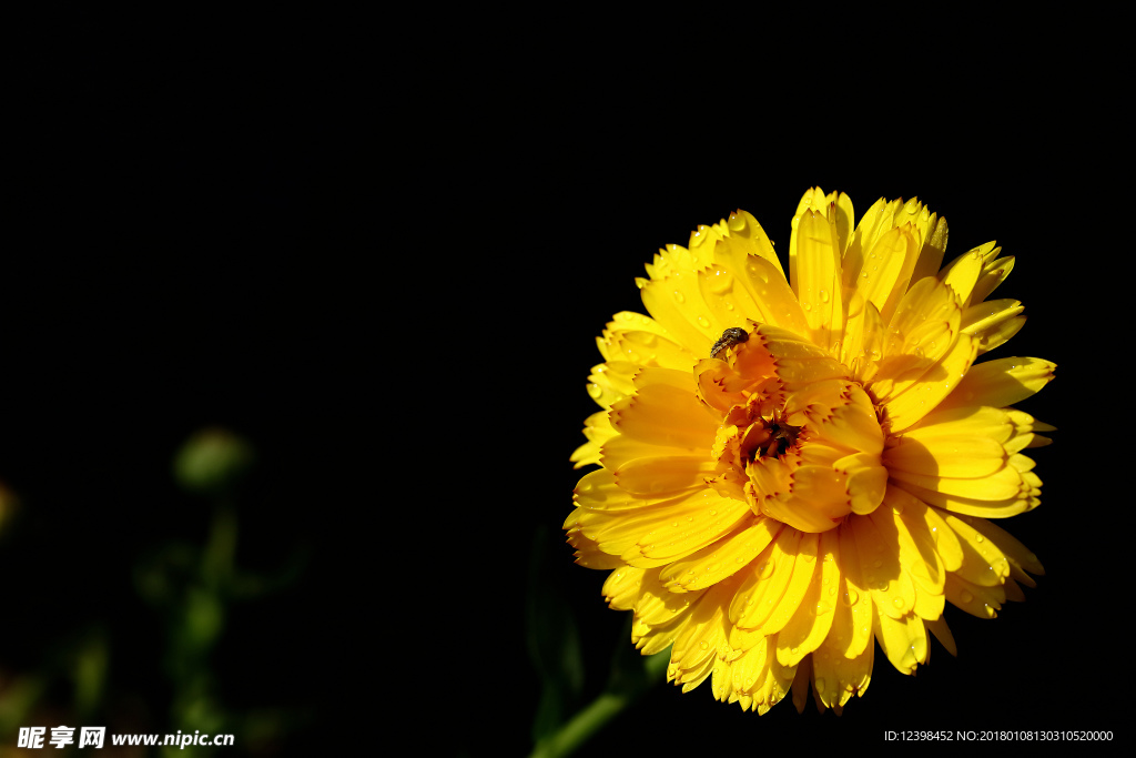 黄色小菊花 菊花 鲜花 花卉