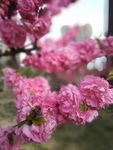 春天的粉色花