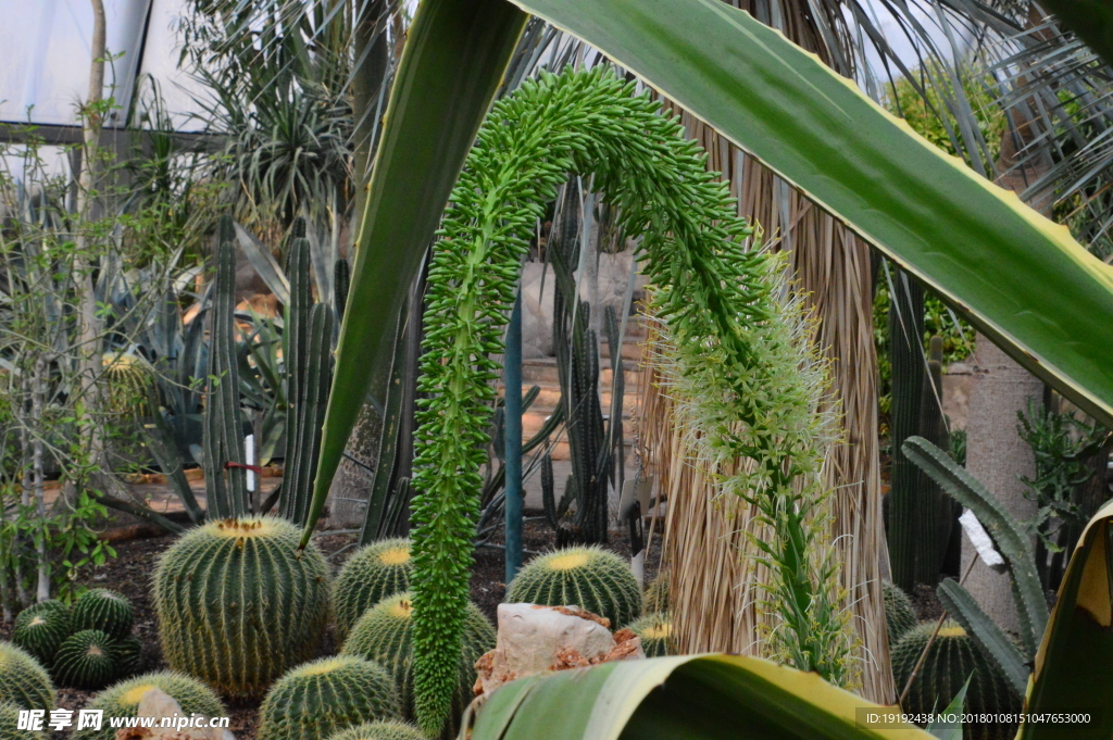 温室植物景观