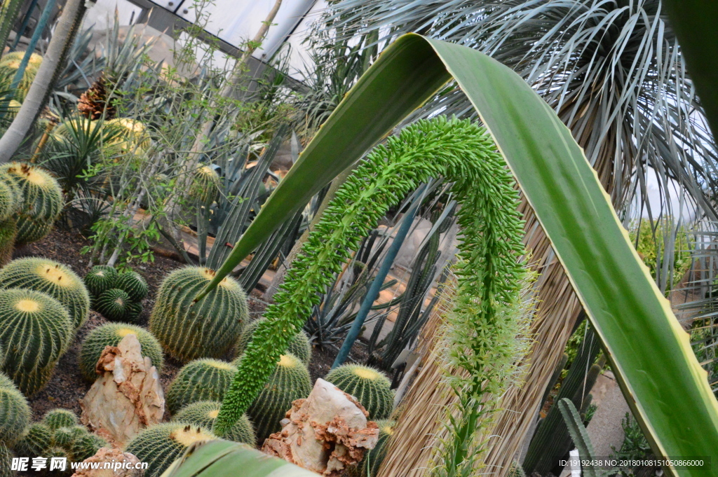 温室植物景观