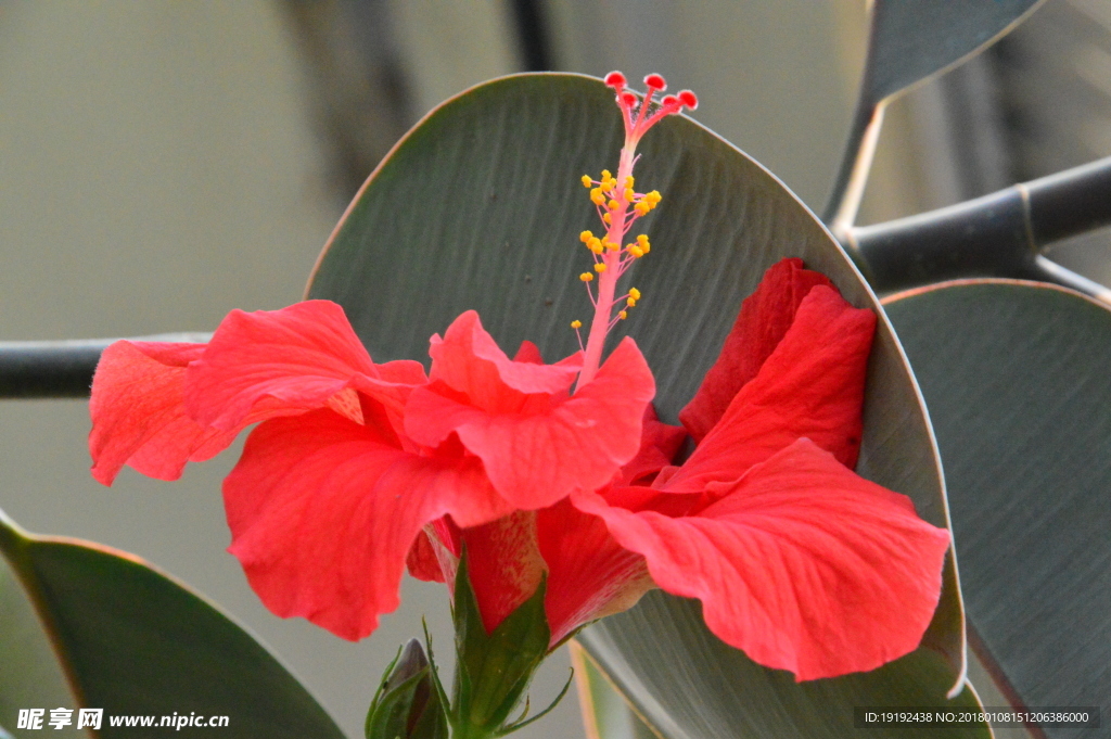 扶桑花