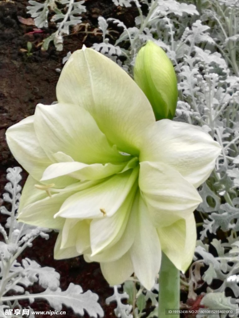 白花朱顶红