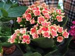 温室植物景观