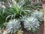 温室植物景观