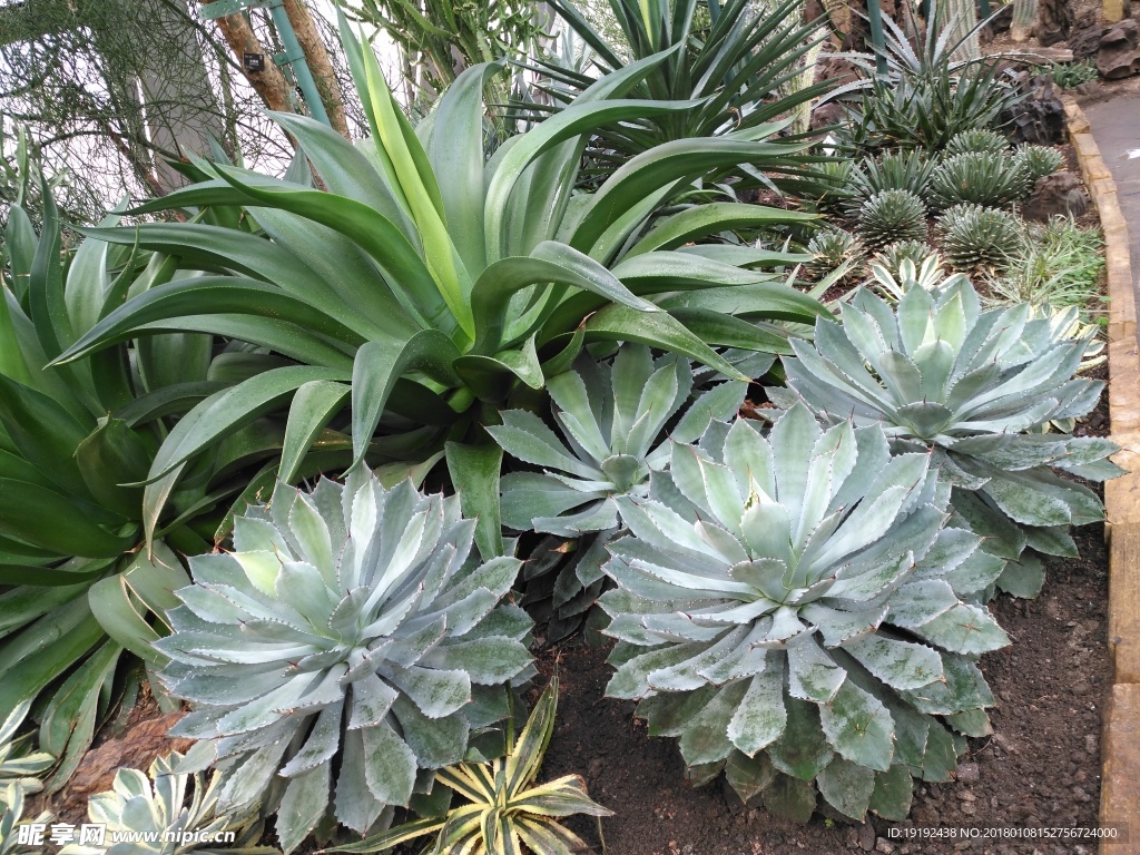 温室植物景观
