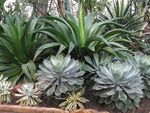 温室植物景观