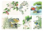 鸟禽插画素材