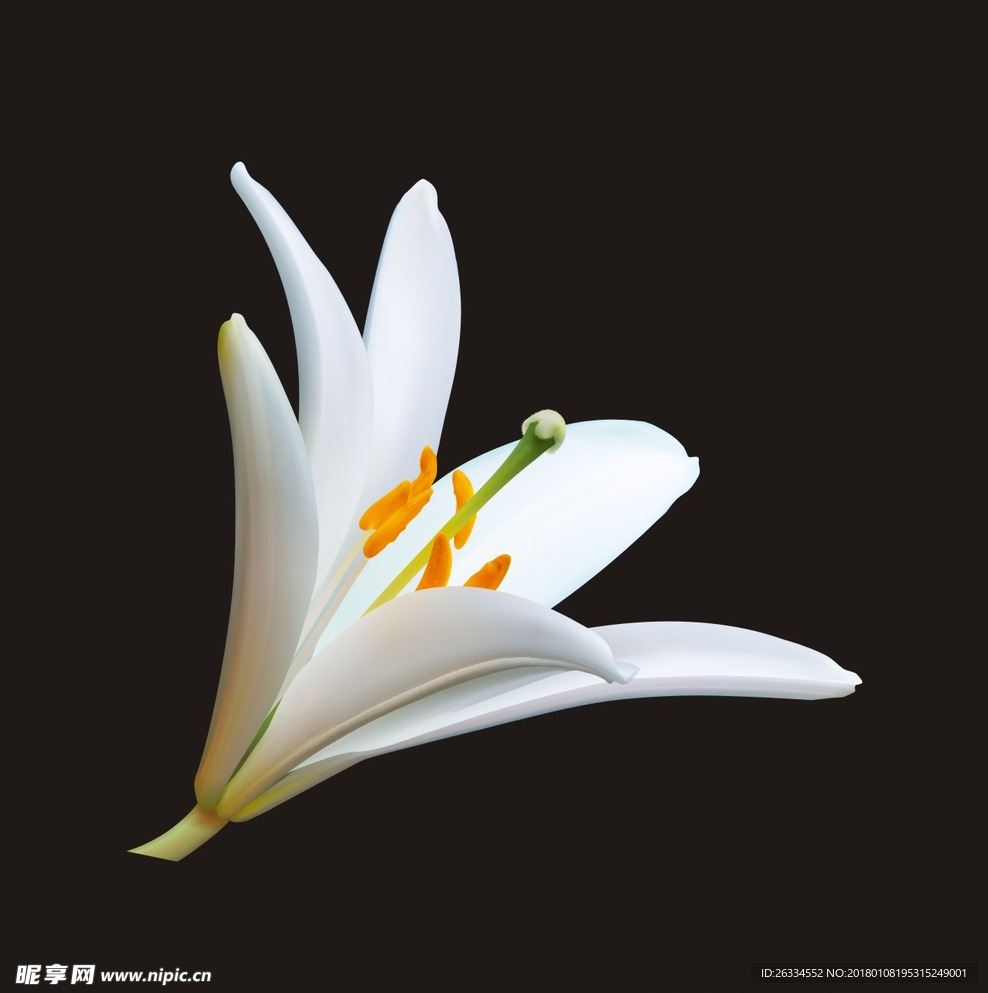 百合花