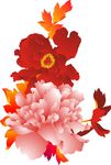 牡丹花