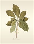 手绘植物插画 图鉴 生物图鉴