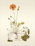手绘植物插画