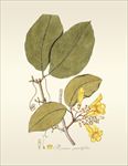 手绘植物插画