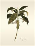 手绘植物插画