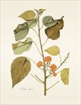 植物 手绘 植物图鉴  树叶