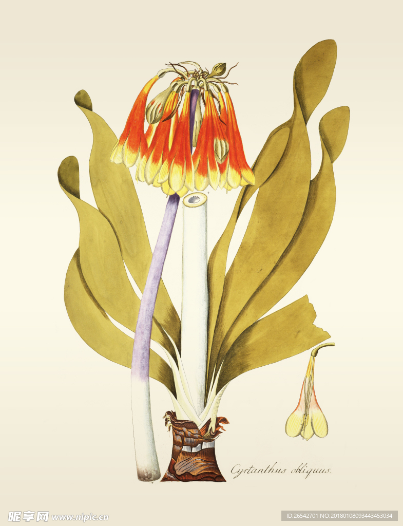 植物 手绘   树叶