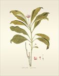 植物 手绘   树叶