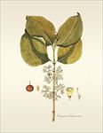 植物 手绘 植物图鉴  树叶