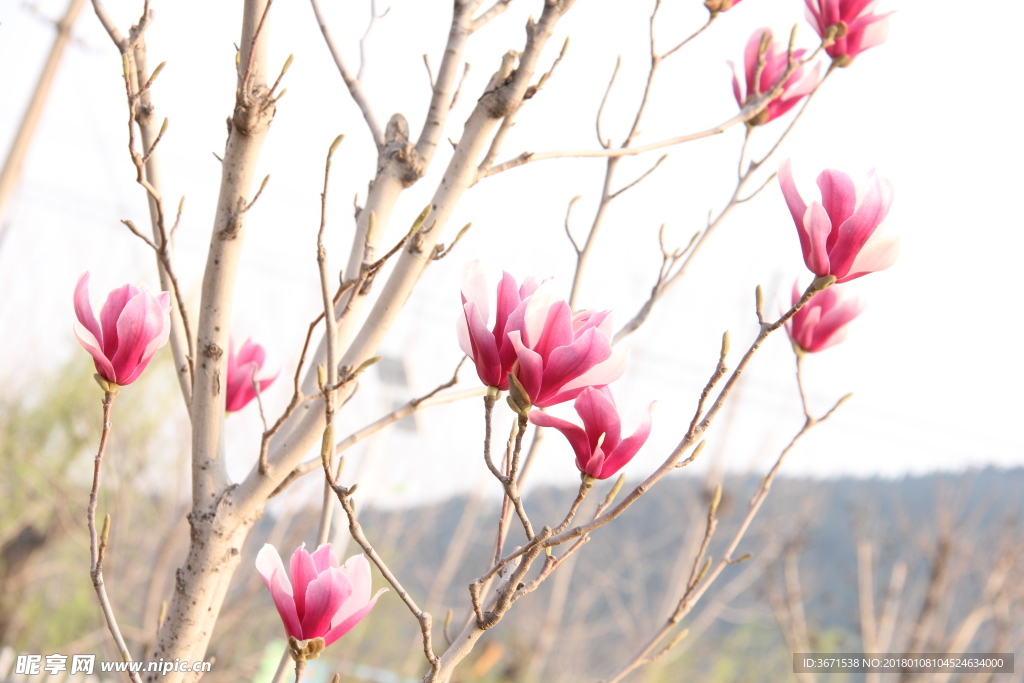 玉兰花