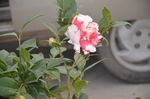 山茶花