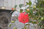 山茶花