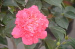 山茶花