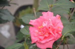 山茶花