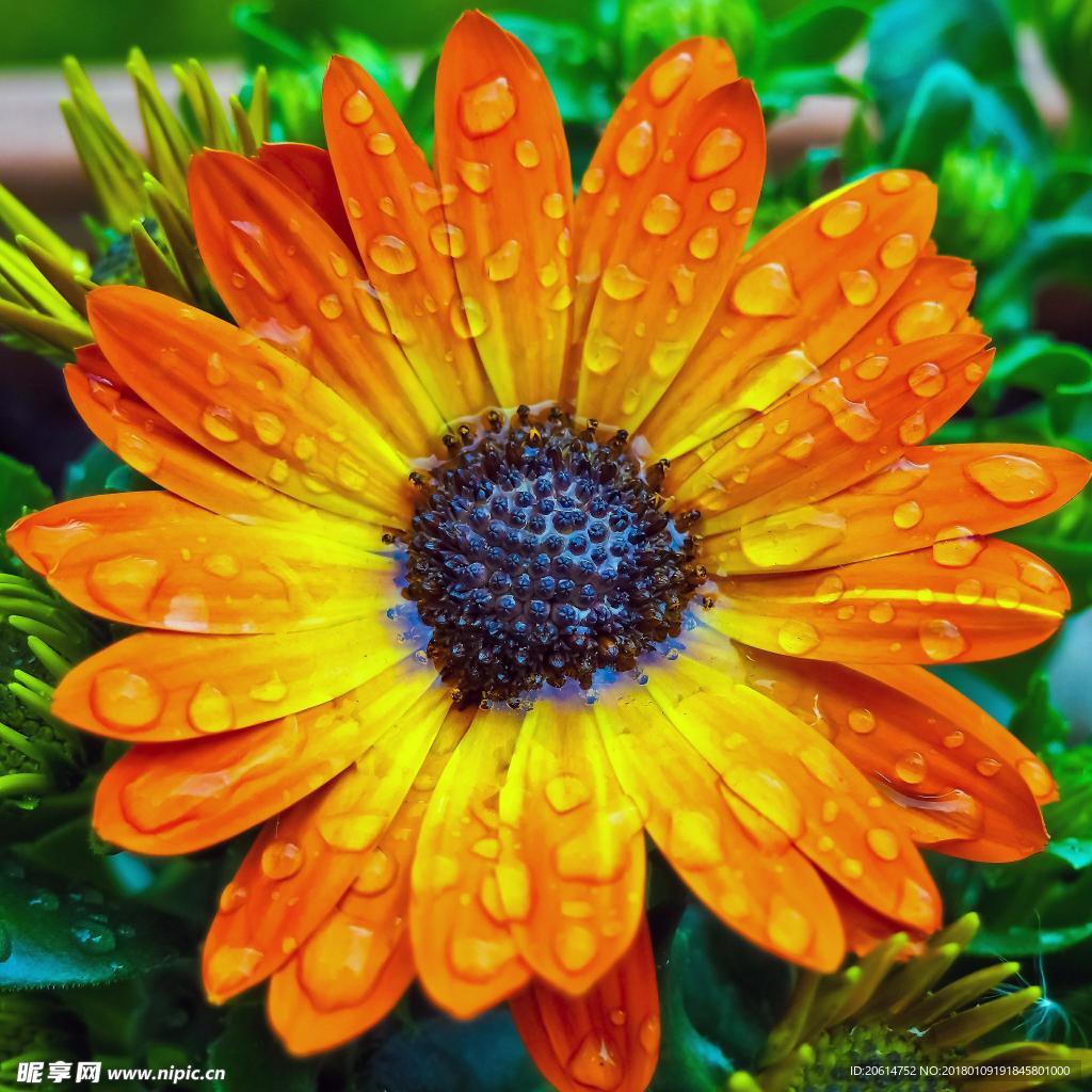 盛开的花瓣