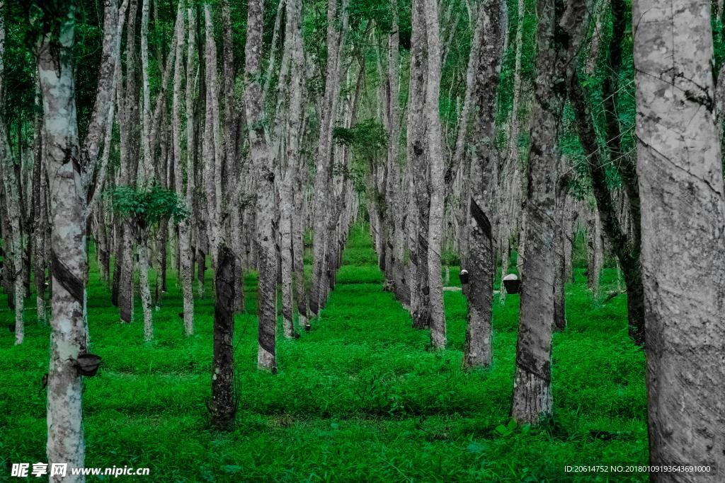 公园树木美景