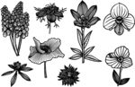 手绘花