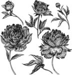 手绘花