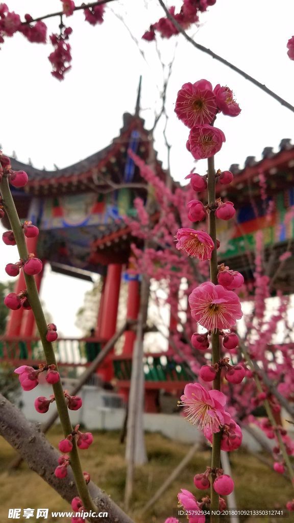梅花