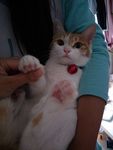 美猫