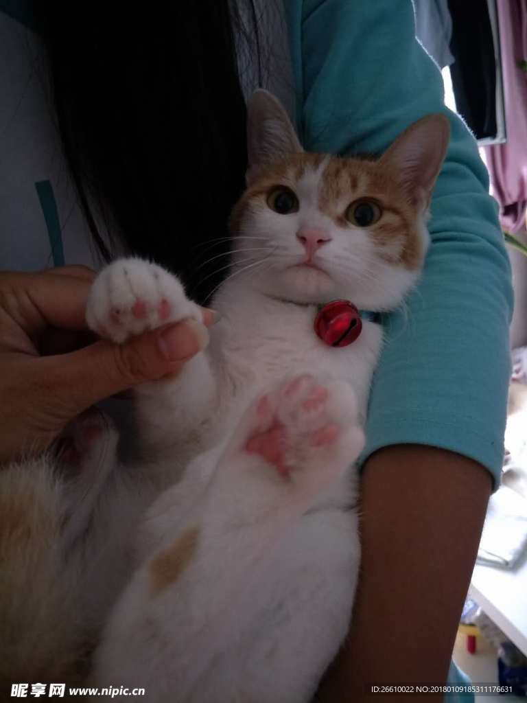 美猫